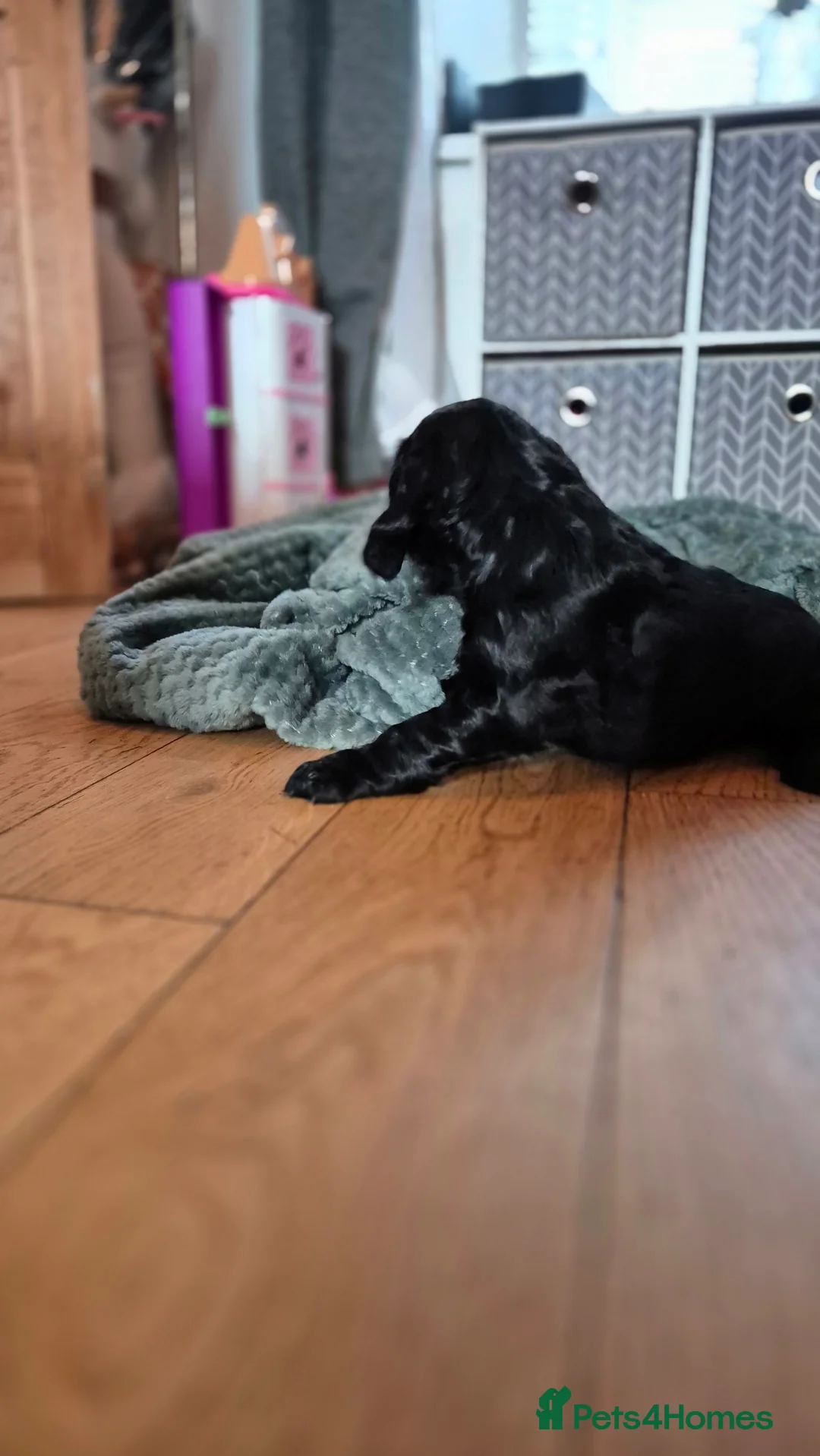 Cocker Spaniel dogs for sale: Mr Paul Bell - Advert 11