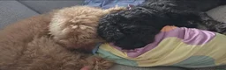 Shihpoo dogs for sale: ✨ F1B Shihpoo Puppies Looking for Forever Families - Advert 25