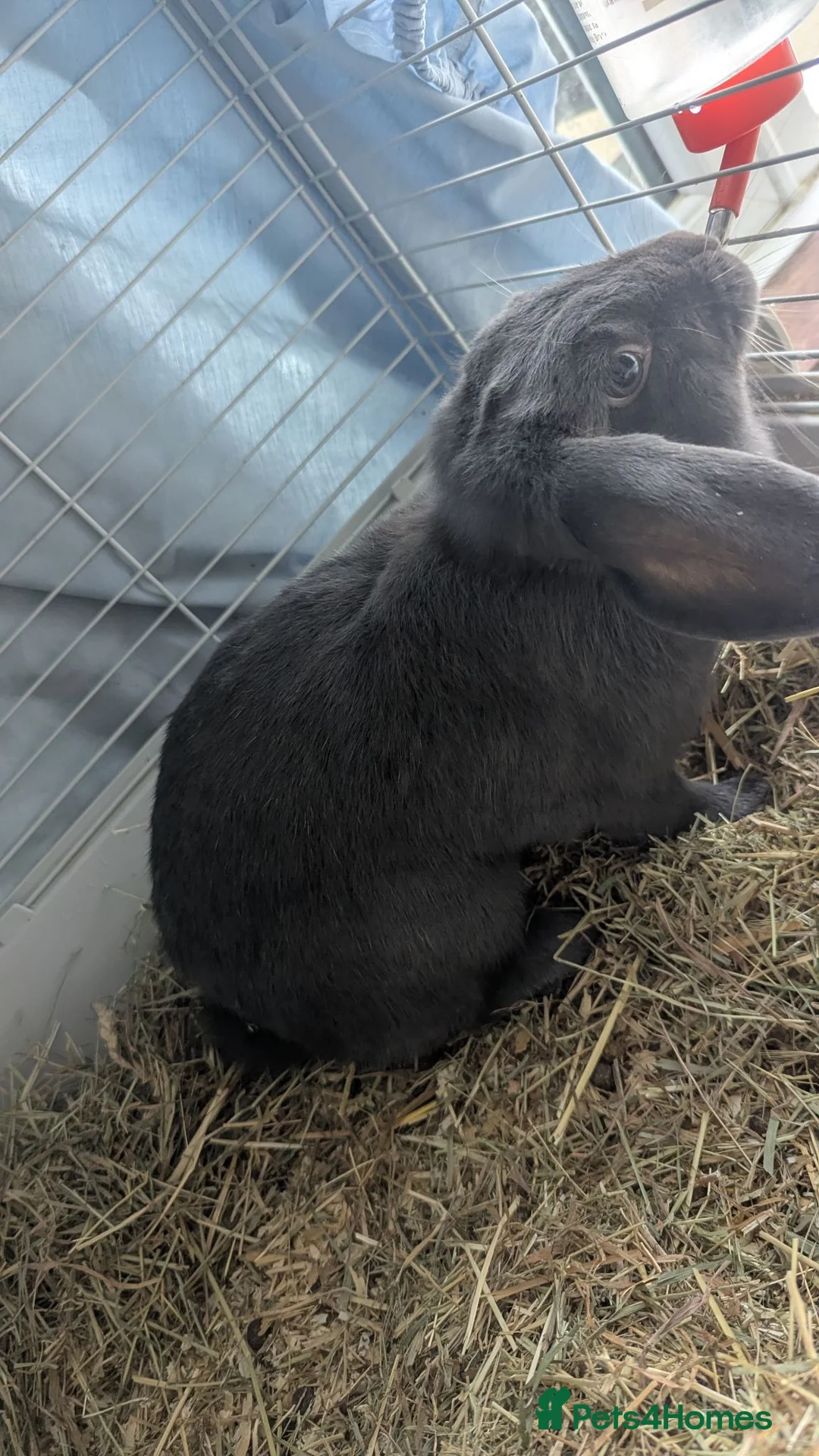 Dwarf Lop rabbits for sale: Grey female rabbit - Advert 2