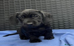 Miniature Dachshund dogs for sale: READY NOW MINI WIRE DACHSHUNDS PRALAFORA CLR K REG - Image 1