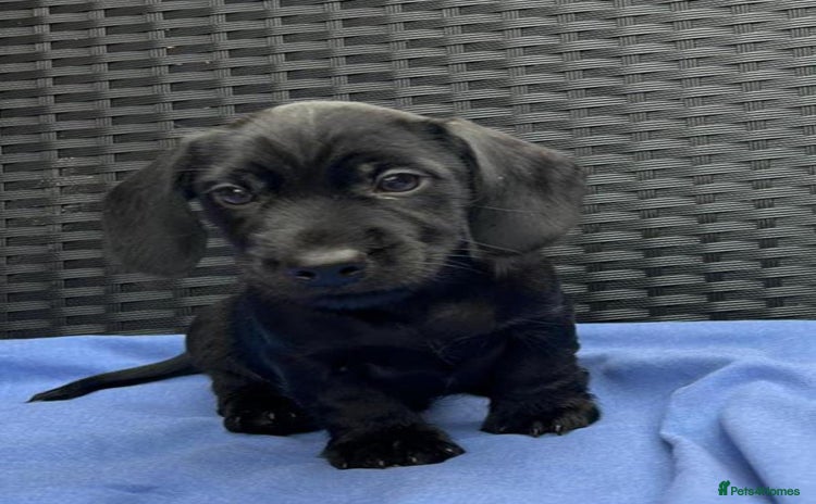 Miniature Dachshund dogs - Advert 3