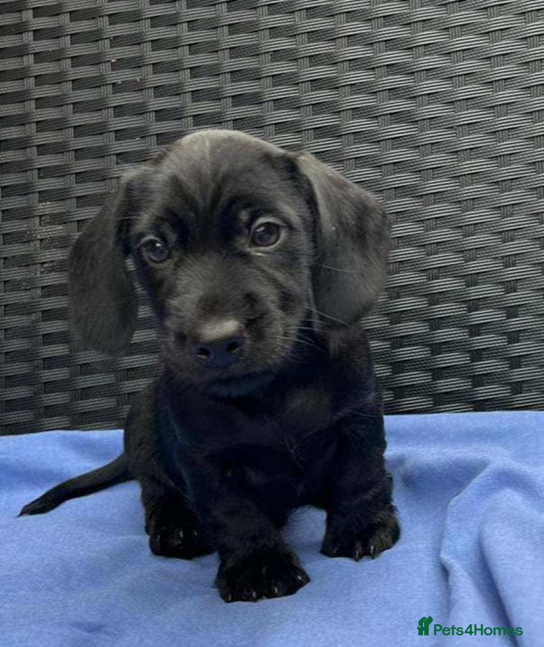 Miniature Dachshund dogs for sale: READY NOW MINI WIRE DACHSHUNDS PRALAFORA CLR K REG - Image 1