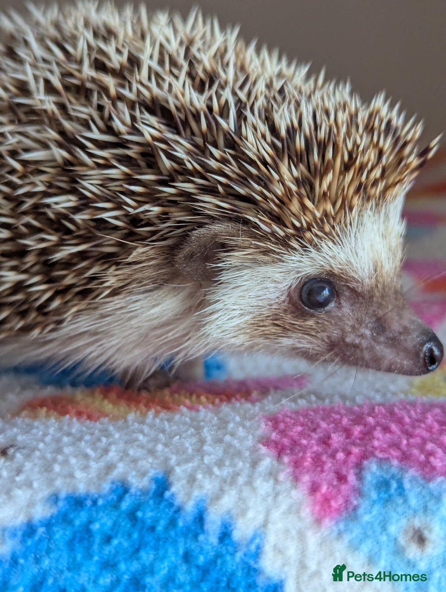 Pygmy Hedgehog rodents Celine is looking for a 5*Home - Advert 2