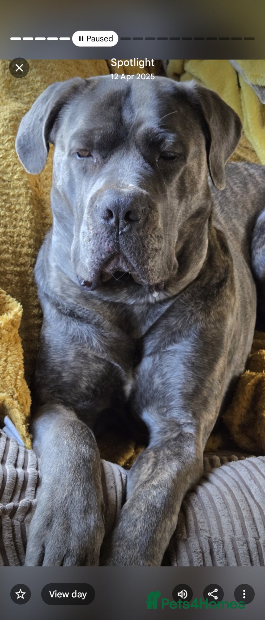 Cane Corso dogs Pure bred Cane Corsos championship pedigree - Advert 1