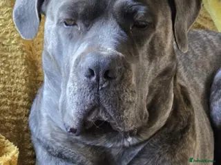 Cane Corso dogs Pure bred Cane Corsos championship pedigree - Advert 6