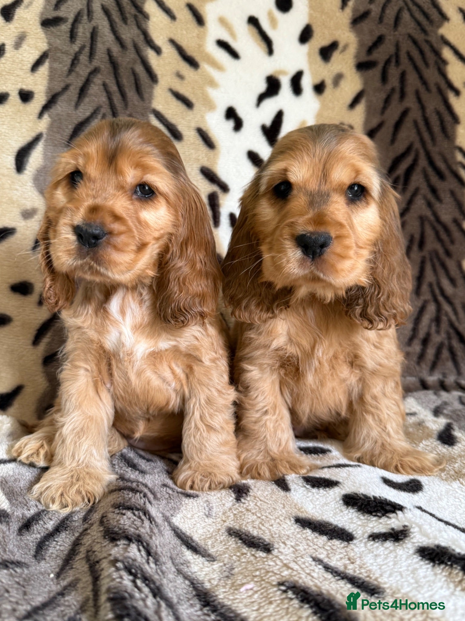 Cocker Spaniel dogs Villaspaniol lines KC show type cocker spaniels  - Advert 9