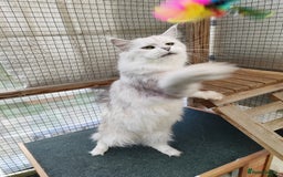 Maine Coon cats for sale: Beautiful NEUTERED girl XXL - Image 5