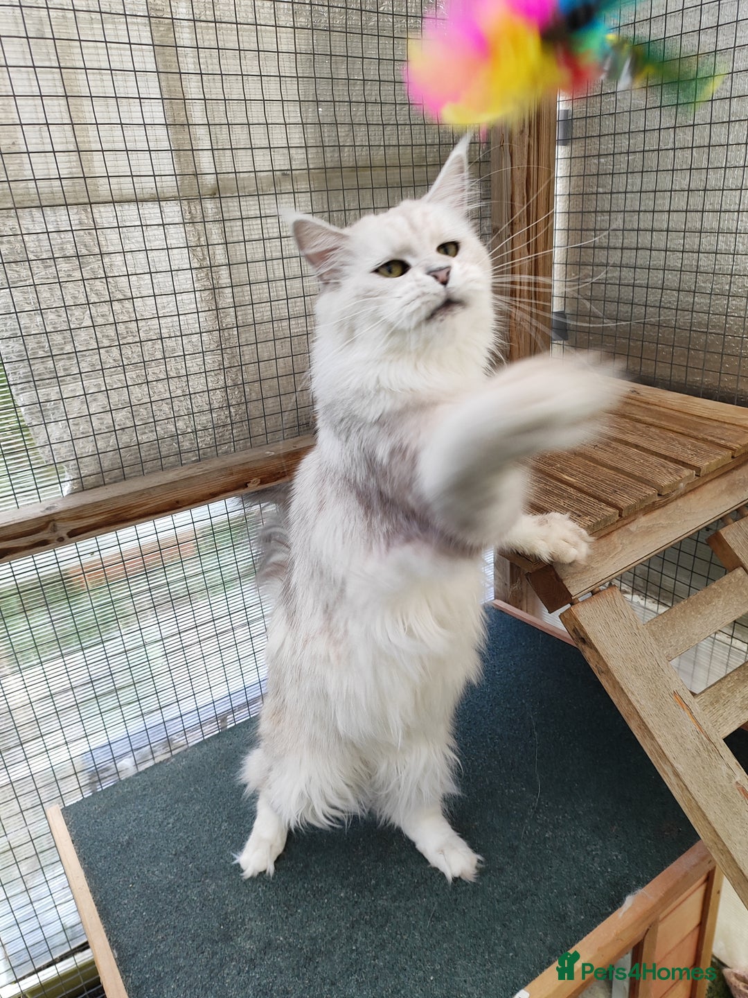 Maine Coon cats for sale: Beautiful NEUTERED girl XXL - Image 5
