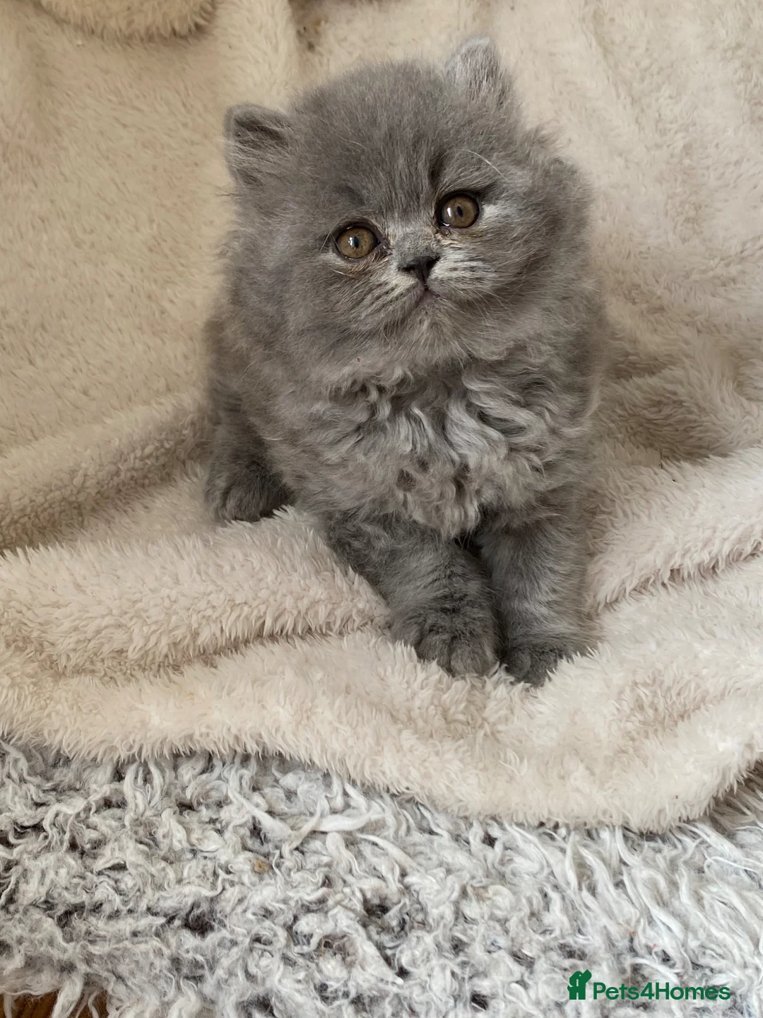 British Longhair cats for sale: Stunning longhair blue male  - Advert 2