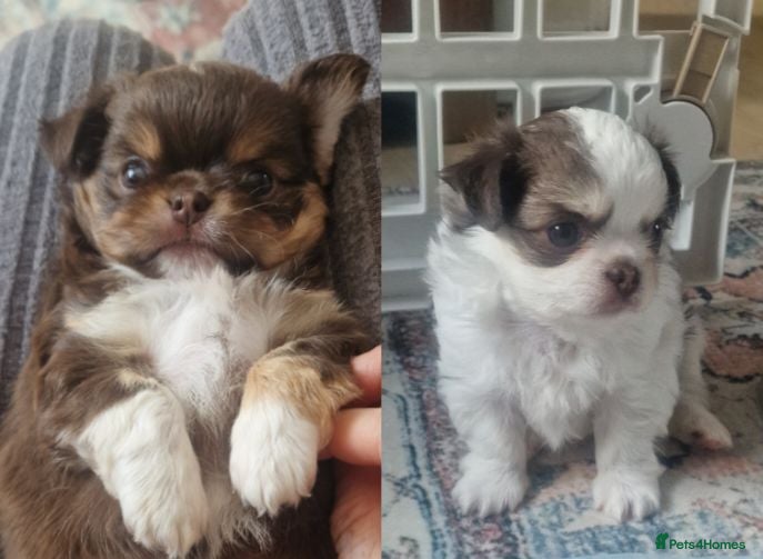 Chihuahua dogs  Long Coat KC CHI pups 1 BOY & 1 GIRL - Advert 12