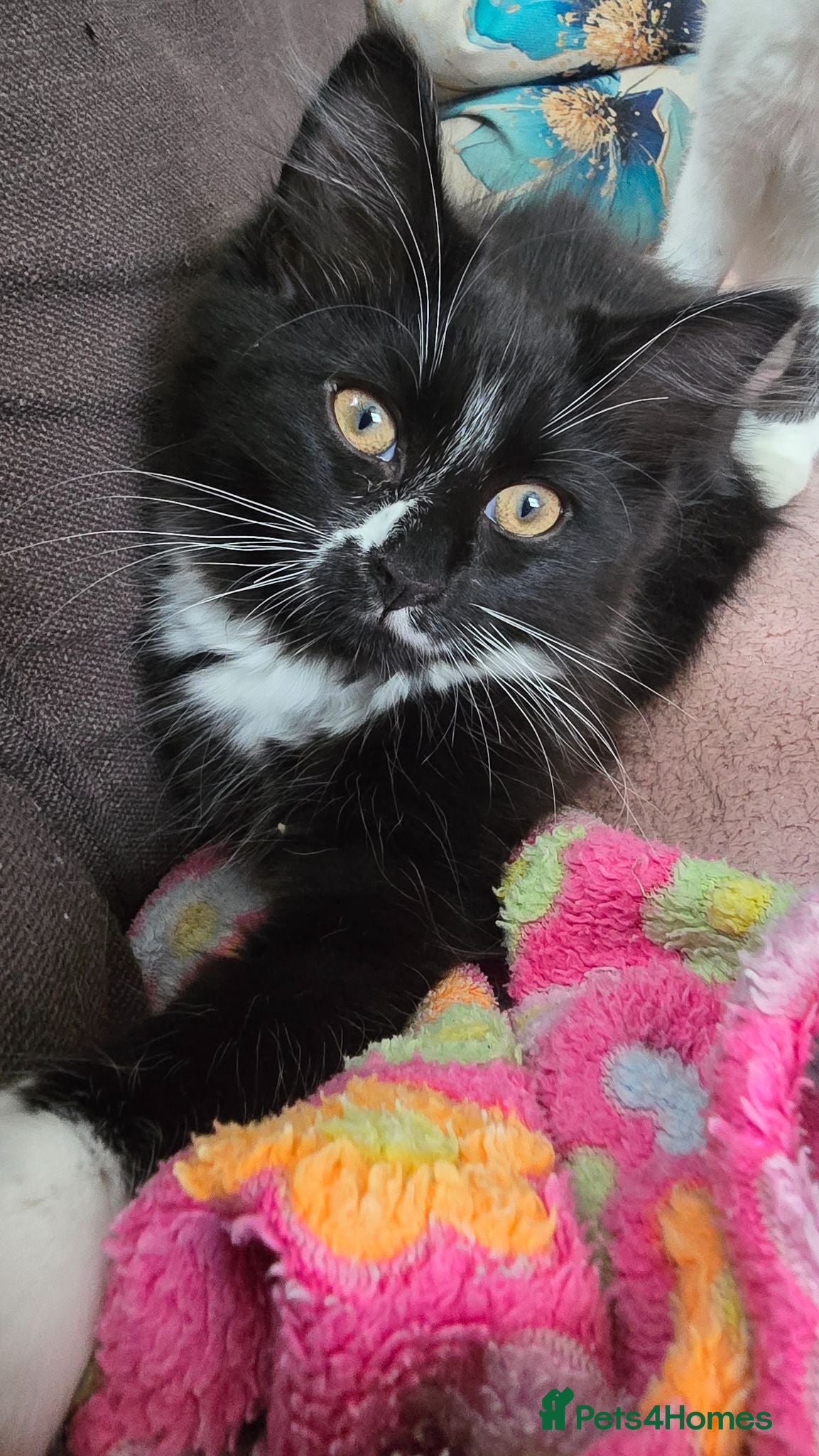 Turkish Angora cats Black pearl girl and charming boy waiting for you. - Advert 18