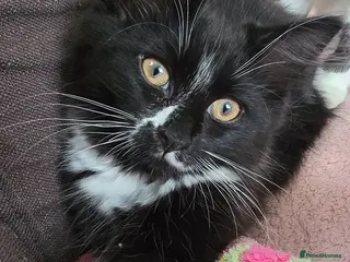Turkish Angora cats Black pearl girl and charming boy waiting for you. - Advert 18
