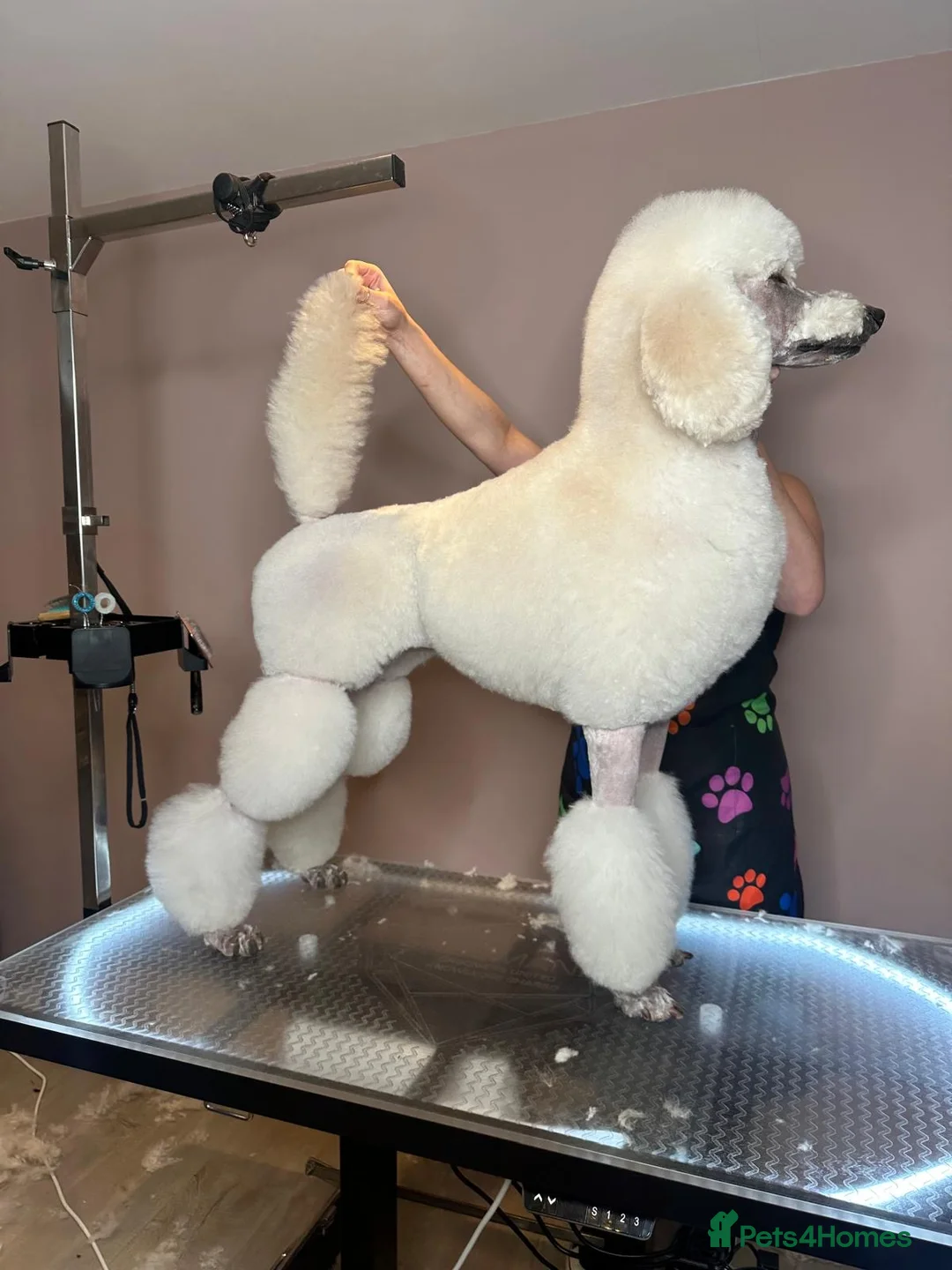 Standard Poodle dogs for sale: Shirgasei Standard Poodles - Advert 2