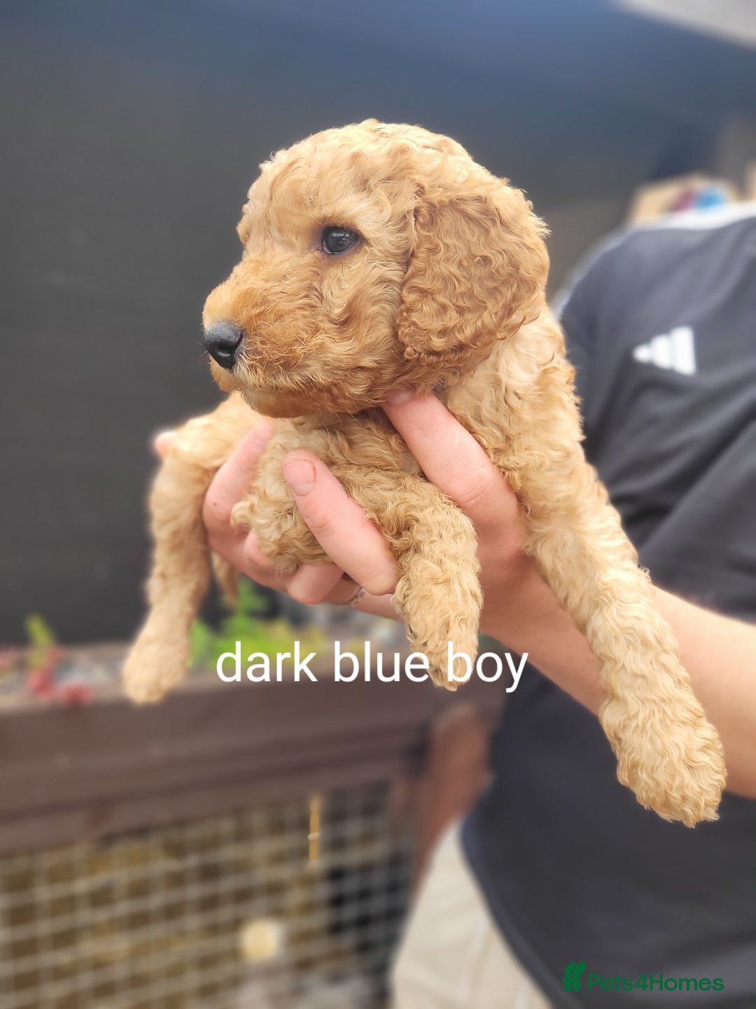 Labradoodle dogs for sale:  Apricot Doodle labradoodles - Image 22