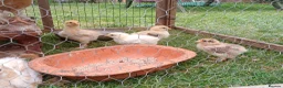 Chickens poultry for sale: 4 weeks old Brahma chicks,  7 weeks old chicks - Advert 6