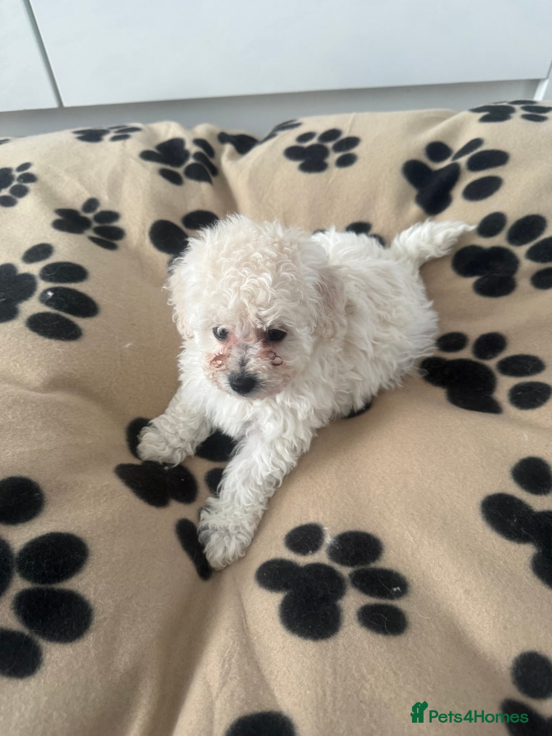 Poochon dogs for sale: Poochon puppies ready to go - Advert 12