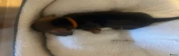 Miniature Dachshund dogs for sale: 5 Boys!! Rough haired / Smooth 🩵💙🩵💙🩵 - Advert 7