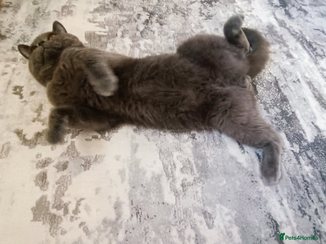 Mixed Breed cats for sale: Mixed breed - BSH x Scottish fold male - Advert 6