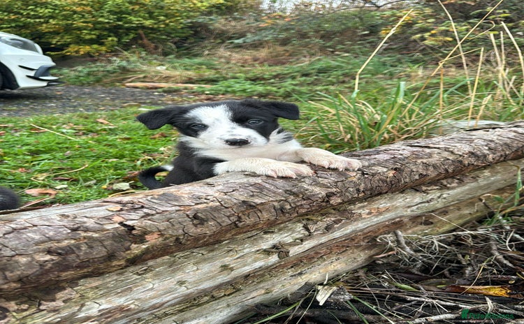 Border Collie dogs - Advert 11