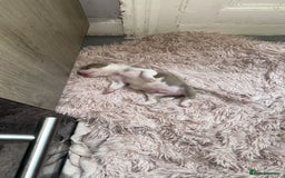Mixed Breed dogs for sale: 2 beautiful pups (only the boy left) - Image 13
