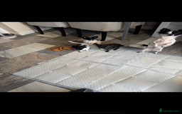 Chihuahua dogs for sale: Long haired chihuahua’s - Advert 8