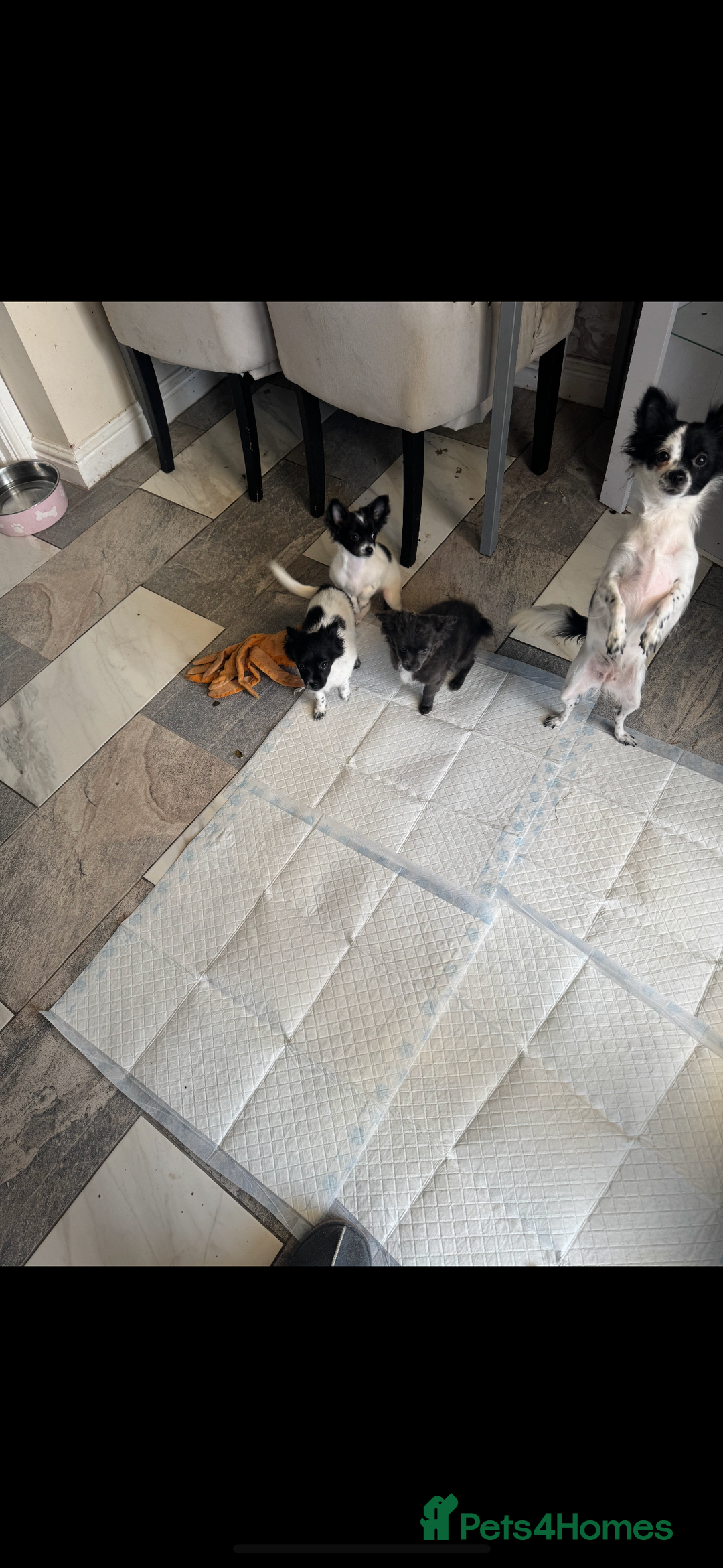 Chihuahua dogs for sale: Long haired chihuahua’s - Advert 8