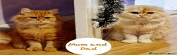 Scottish Fold cats for sale: Mini lion - Advert 5