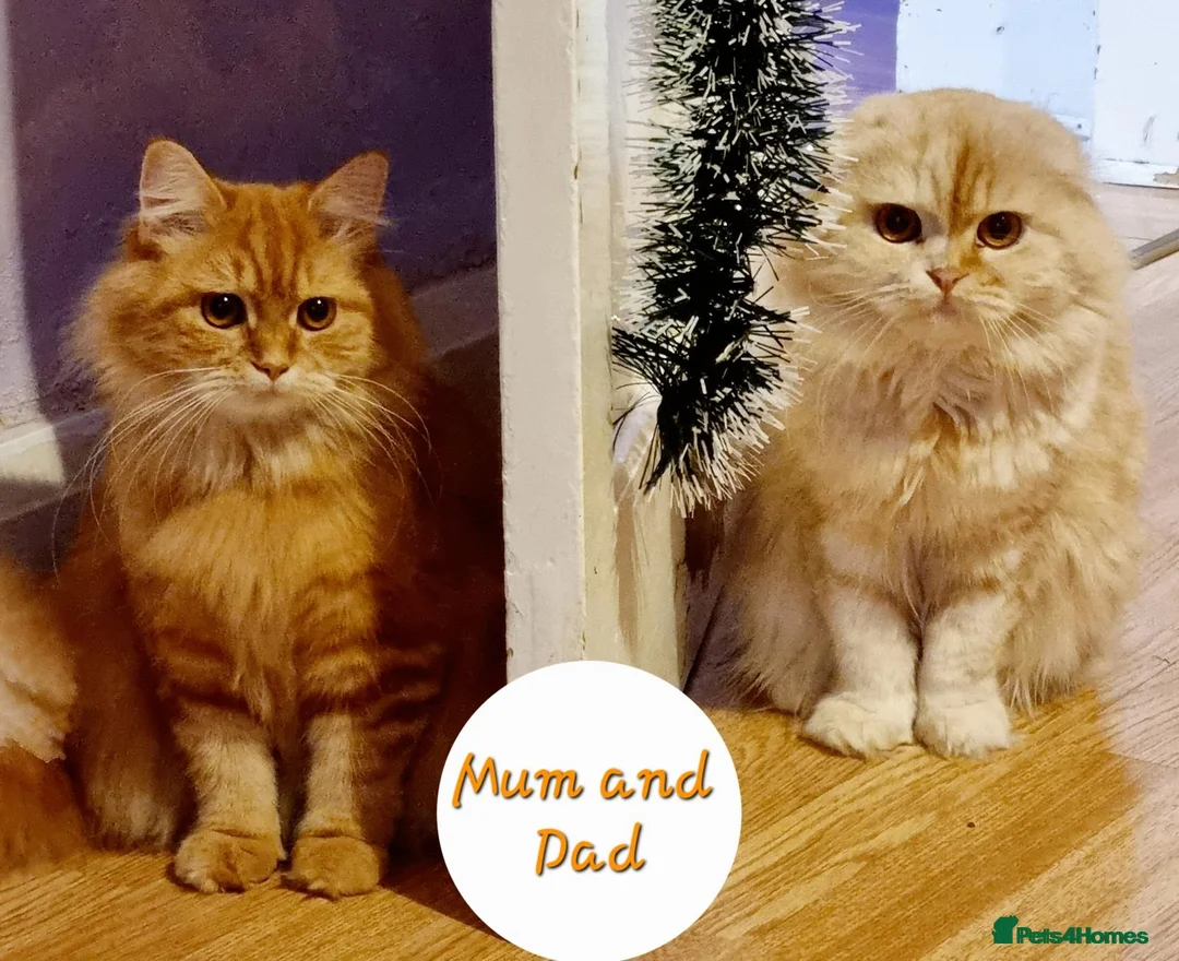 Scottish Fold cats for sale: Mini lion - Advert 5