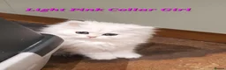 Persian cats for sale: 💖Beautiful Pedigree Chinchilla Persian Kittens.  - Advert 23