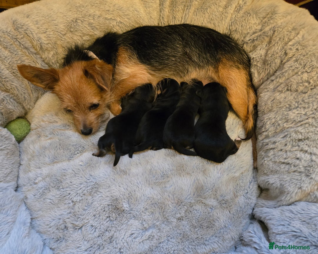 Yorkshire Terrier dogs for sale: Beautiful Miniature Yorkshire Terrier Puppies - Advert 1