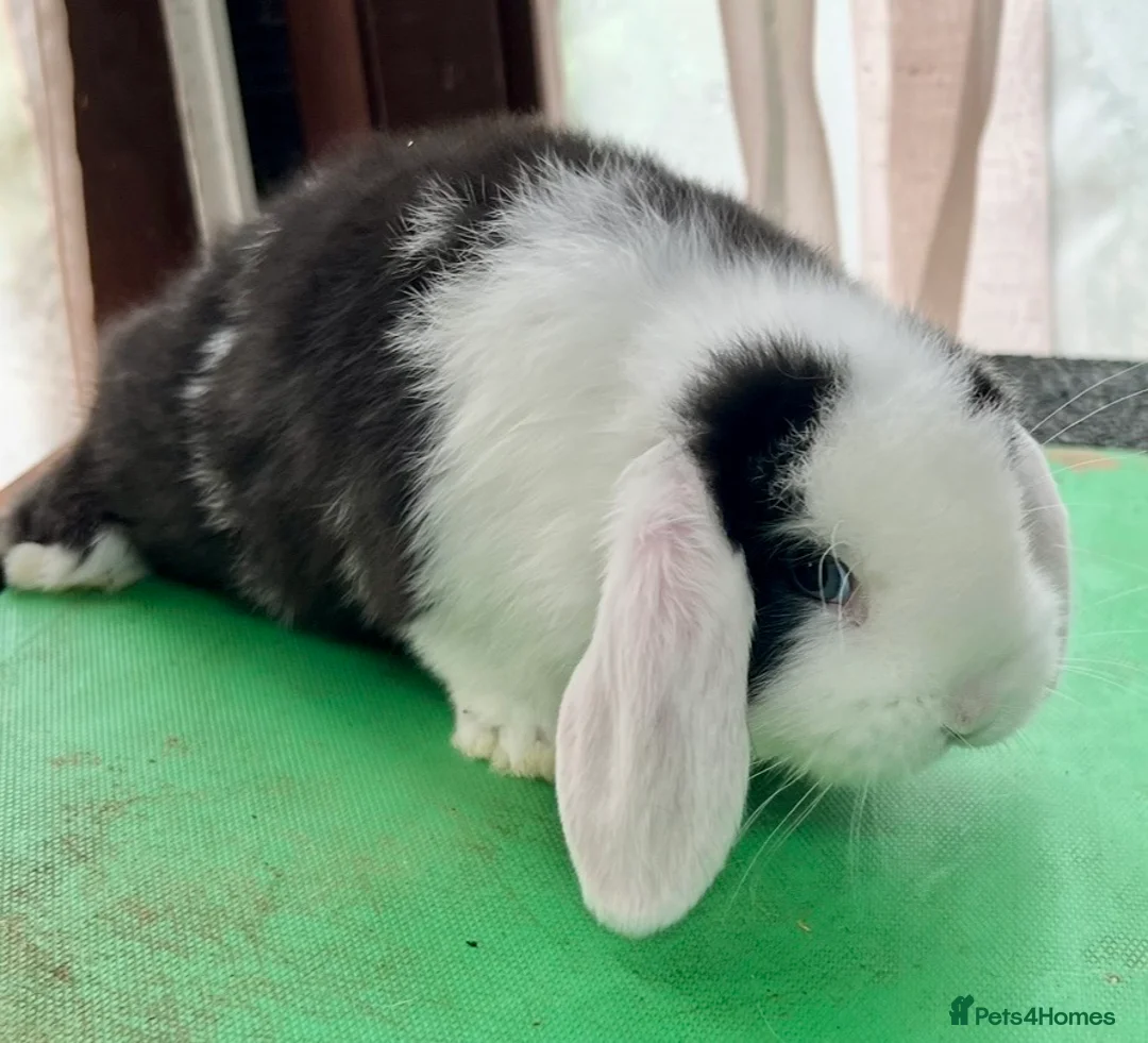 Mini Lop rabbits for sale: Beautiful coloured Mini Lops - Advert 17