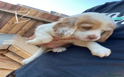 Cocker Spaniel dogs for sale: Purebred cocker spaniel pups in Buckingham - Image 9
