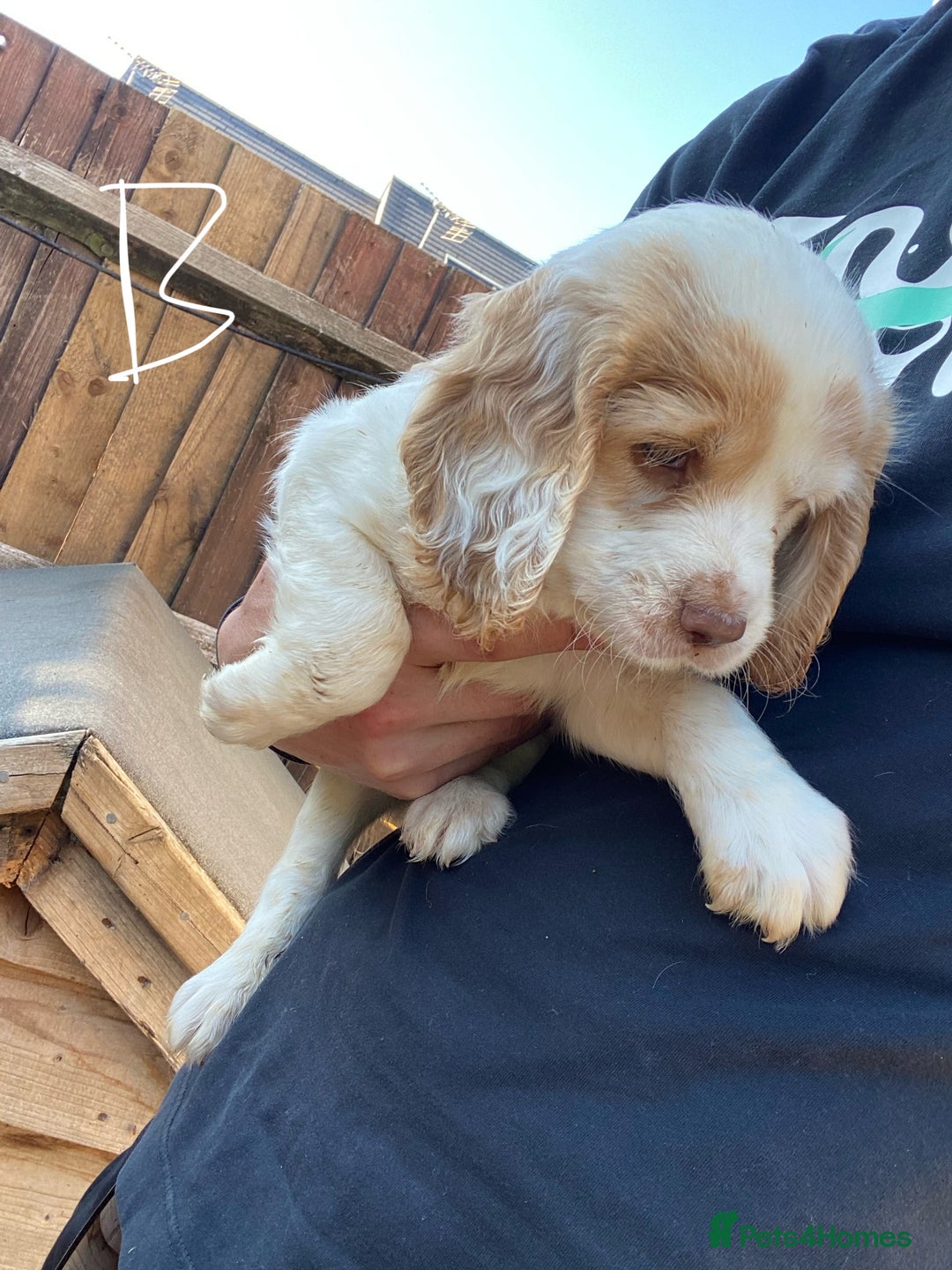 Cocker Spaniel dogs for sale: Purebred cocker spaniel pups in Buckingham - Image 9