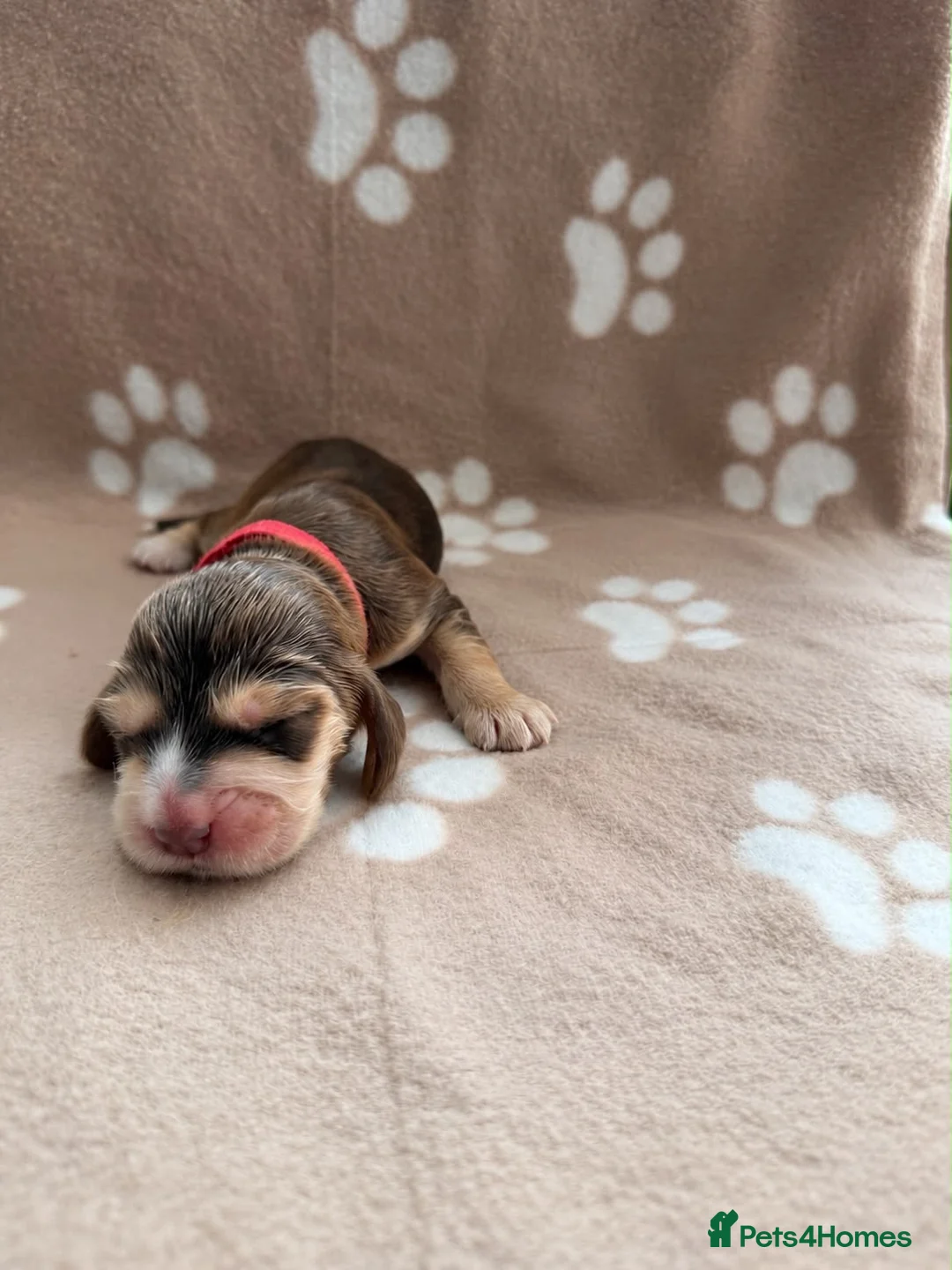 Cocker Spaniel dogs for sale: Show Cocker Spaniel Puppies - Ready December - Advert 2