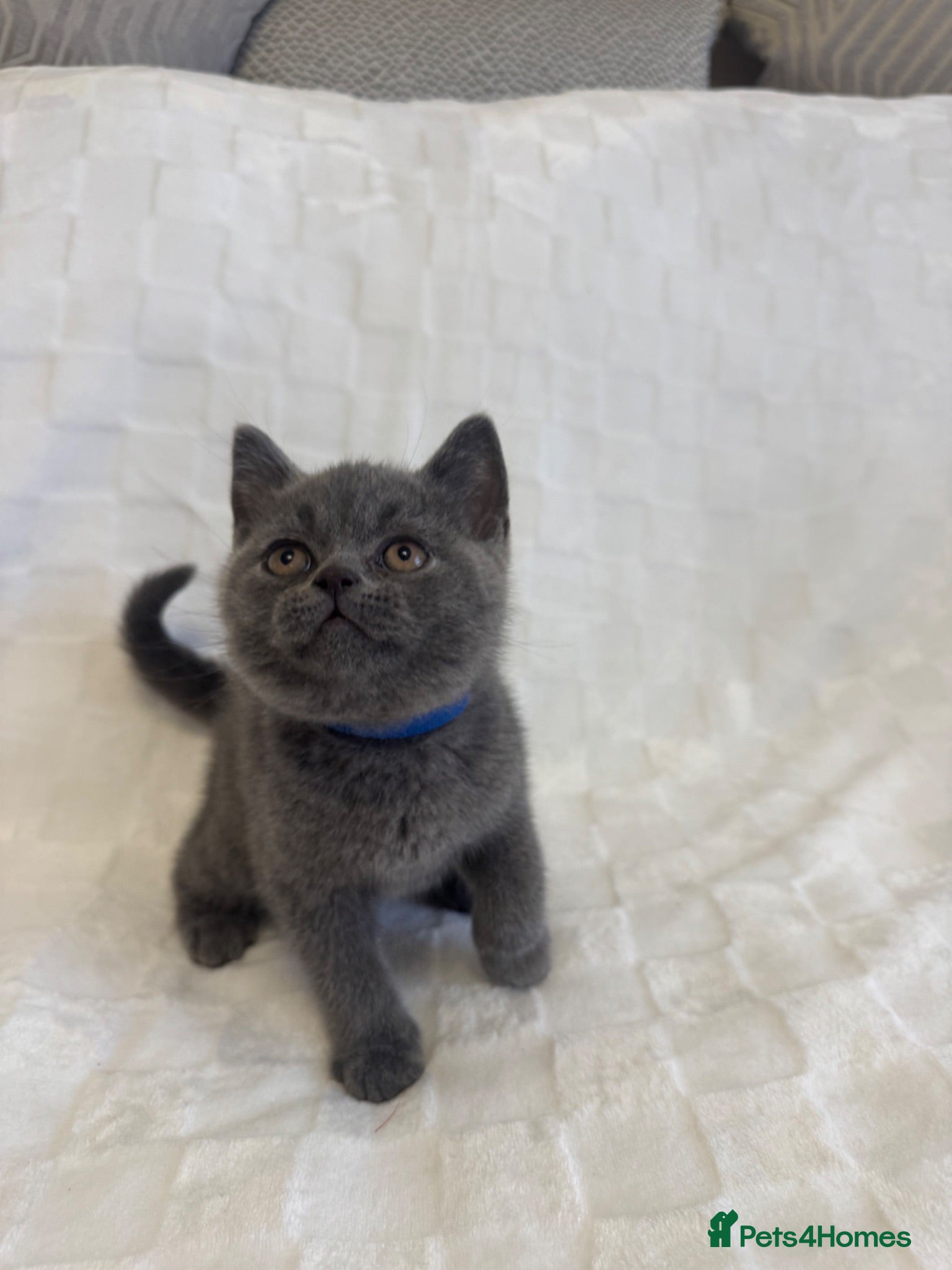 British Shorthair cats Beautiful British Blue Shorthair Kittens  - Advert 15