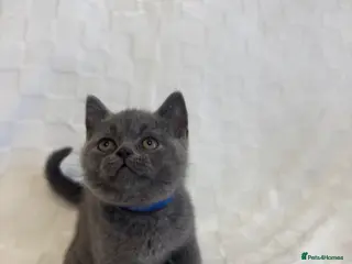 British Shorthair cats Beautiful British Shorthair Blue Kittens - Advert 1
