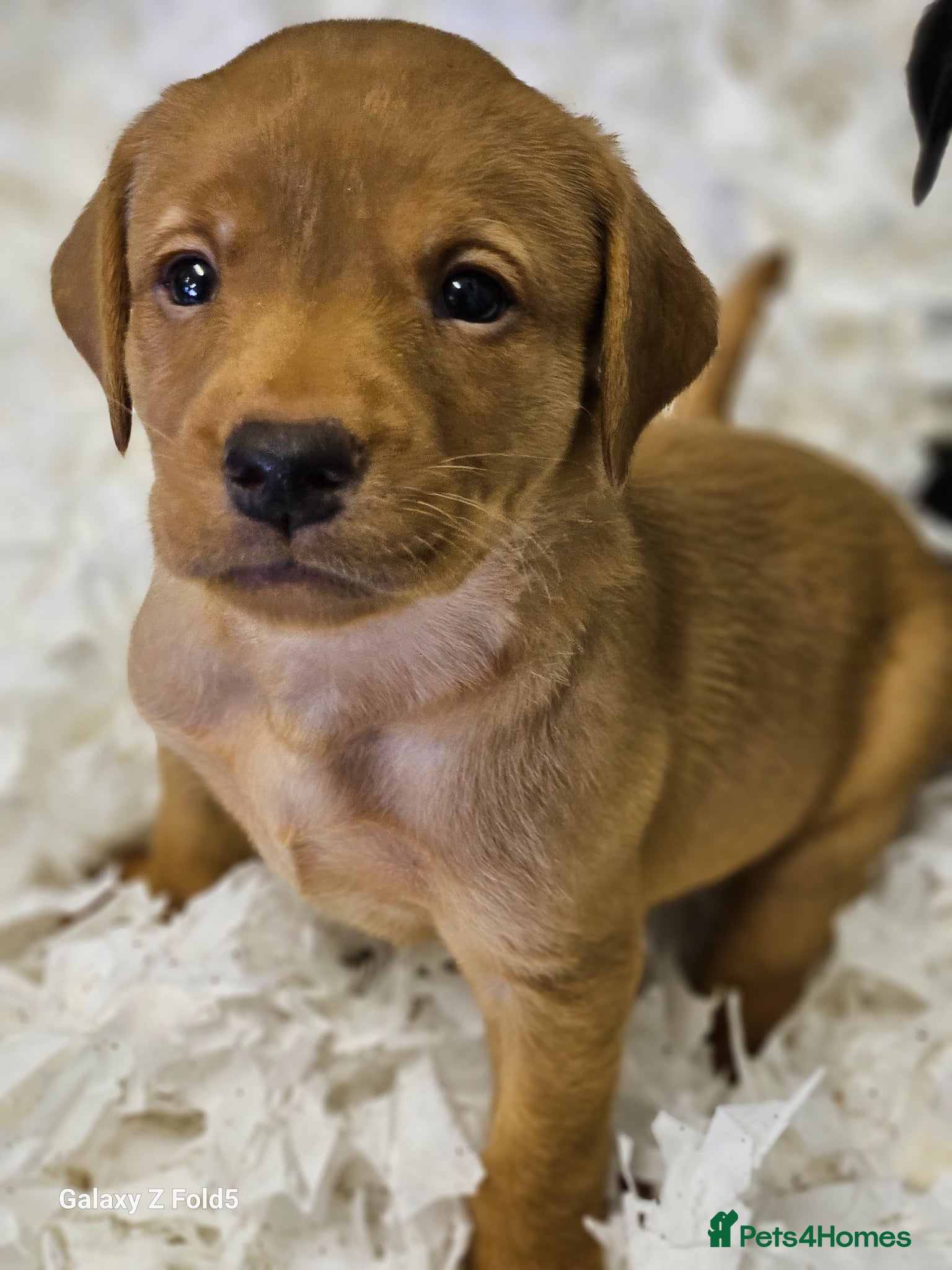 Labrador Retriever dogs Stunning Litter KC Reg  Red, Yellow & Black - Advert 1