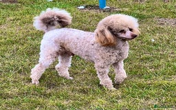 Toy Poodle dogs for stud: KC Toy Poodle Stud  in Corby - Image 3