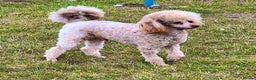 Toy Poodle dogs for stud: KC Toy Poodle Stud  in Corby - Advert 4