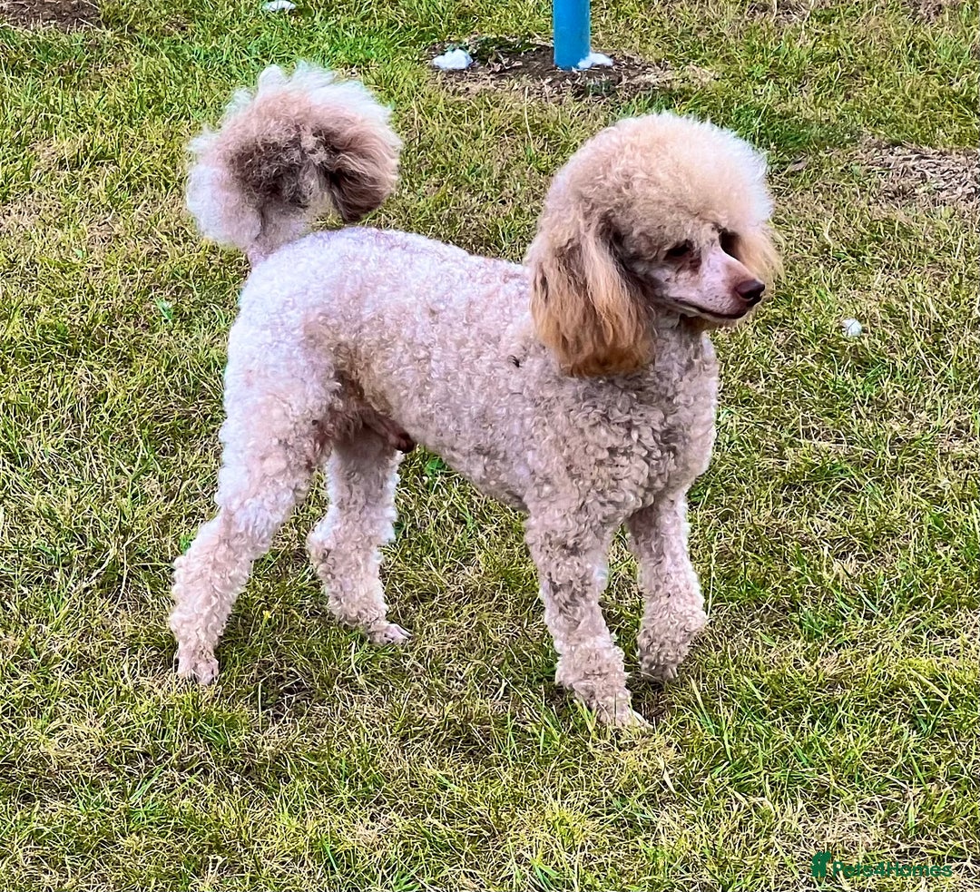 Toy Poodle dogs for stud: KC Toy Poodle Stud  in Corby - Image 3