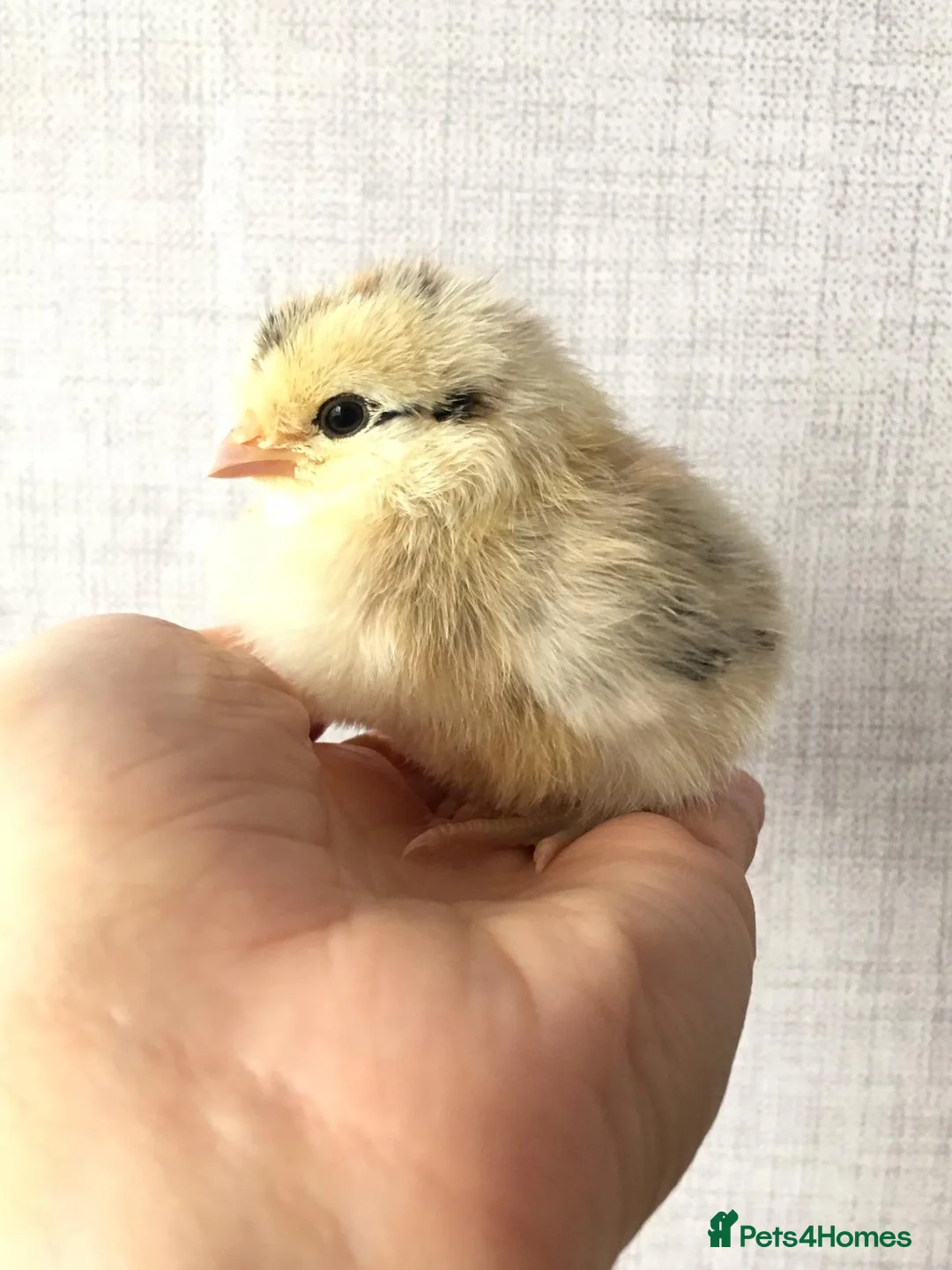 Chickens poultry for sale: Day old chicks & all poultry available  - Advert 6