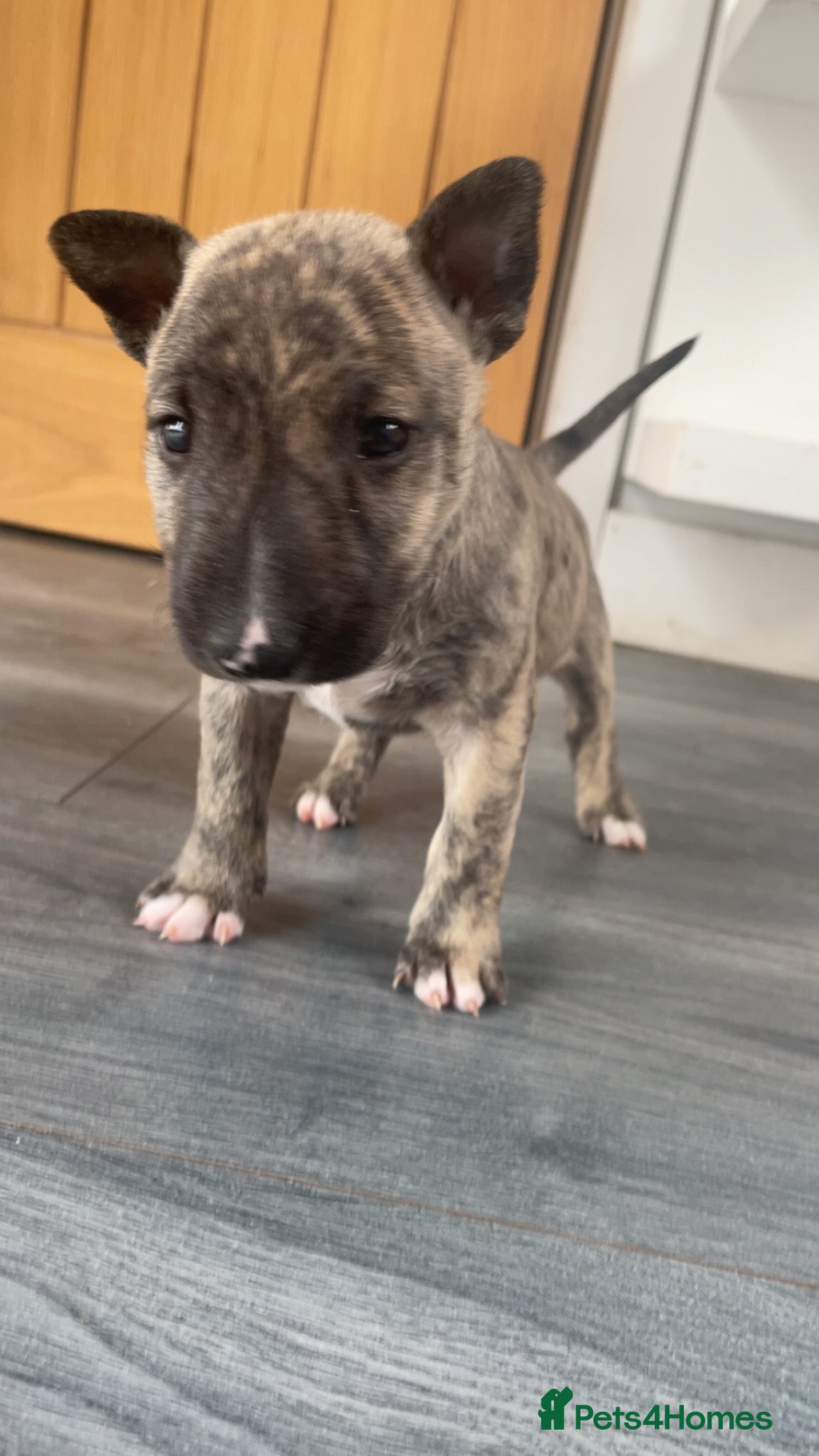 English Bull Terrier dogs *One Left* KC Reg English Bull Terrier Pups  - Advert 6