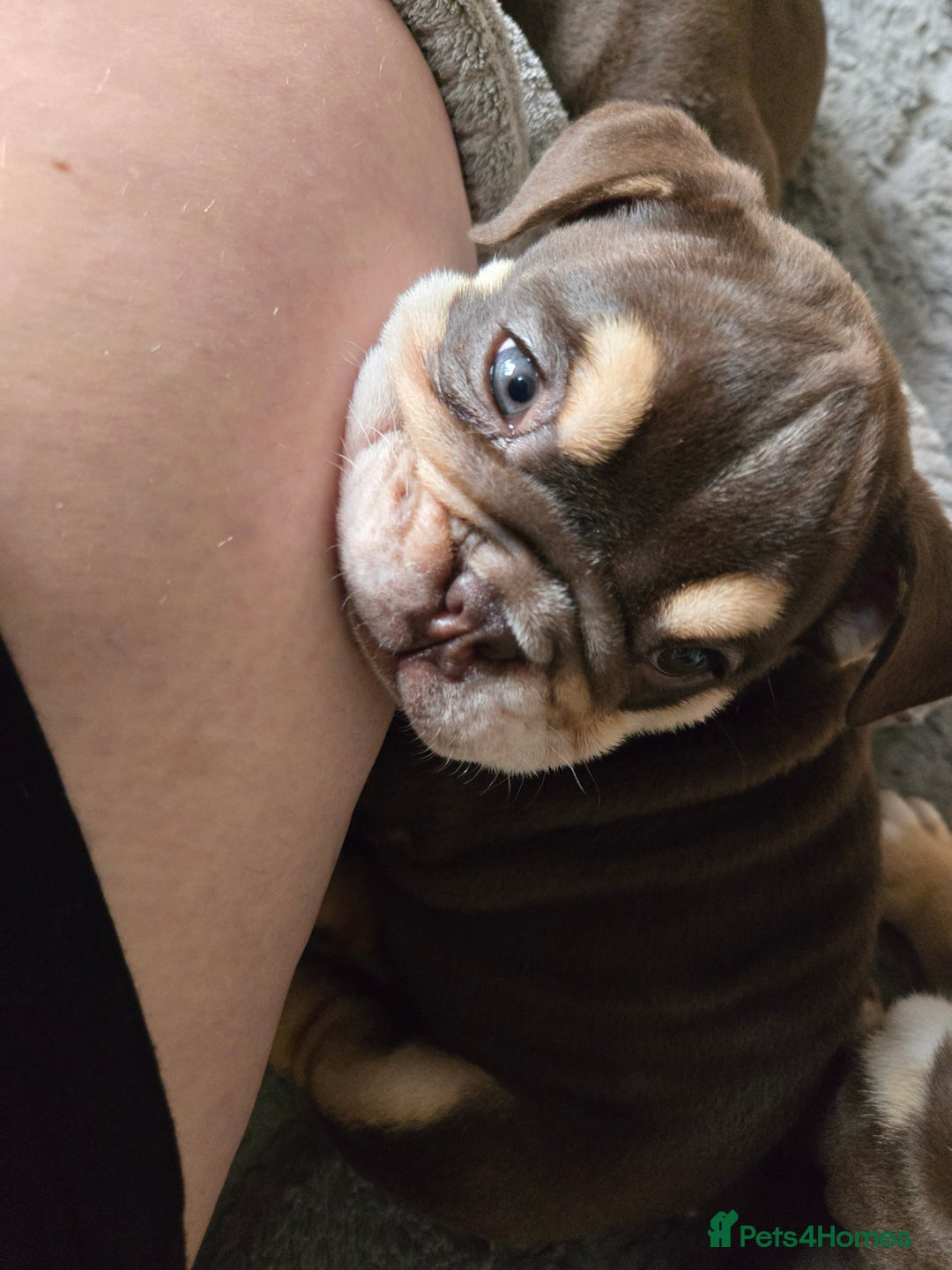 English Bulldog dogs for sale: English Bulldog puppie- Chocolate/tan & Brindle - Image 12