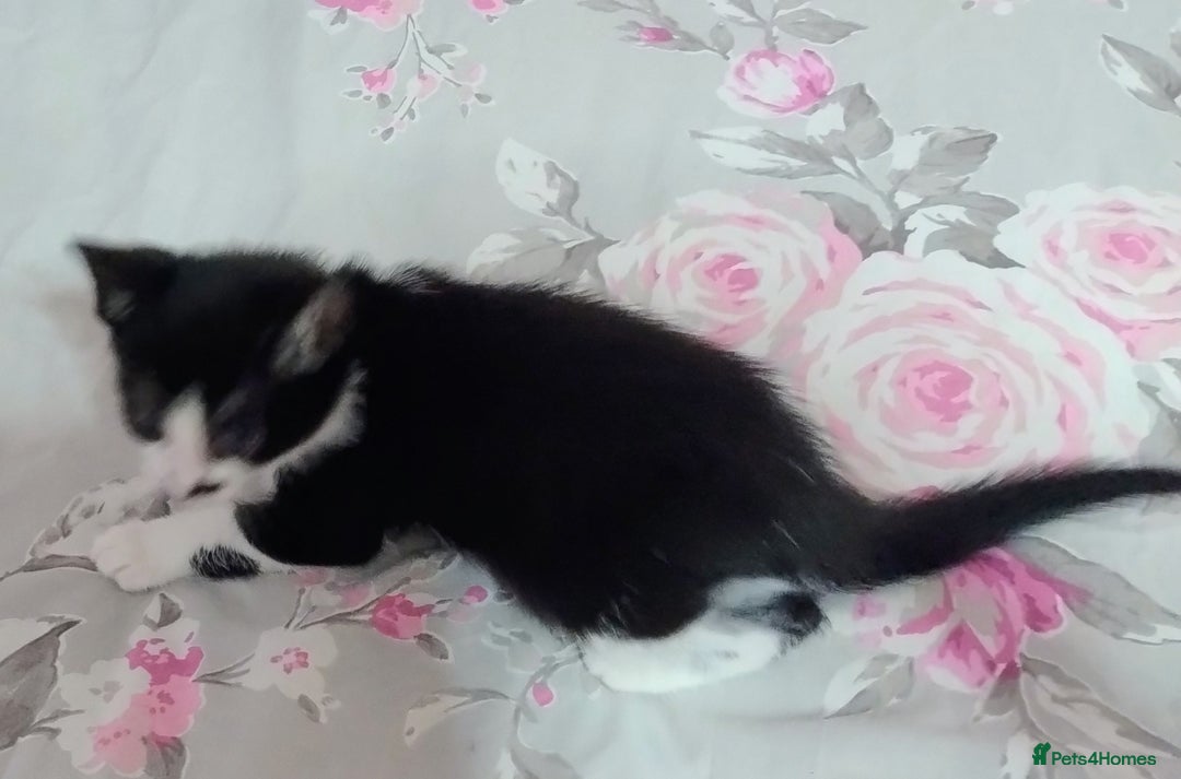 Mixed Breed cats for sale: Stunning kittens - Image 3
