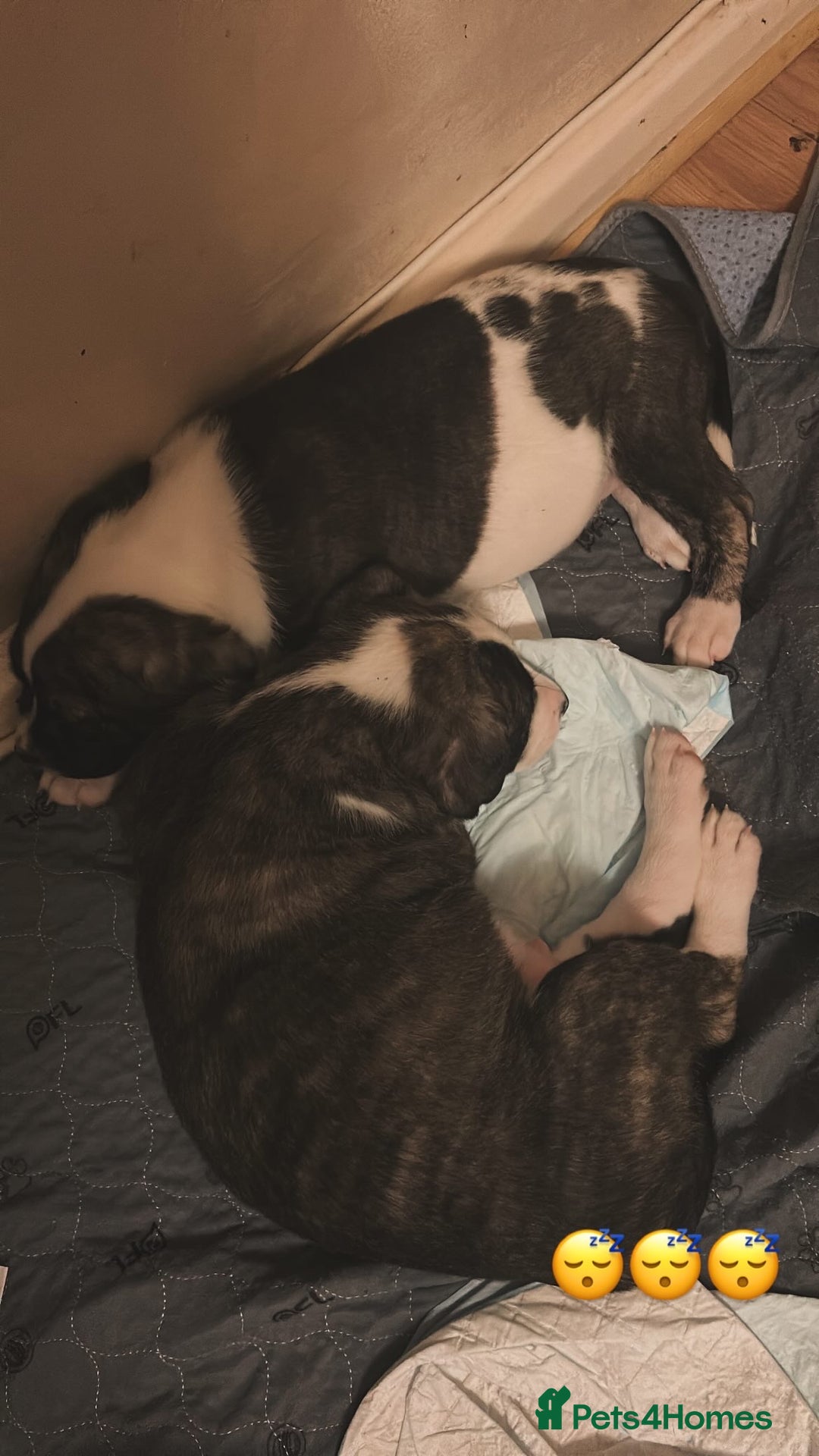 Mixed Breed dogs for sale: American bulldog x bullmastiff puppies - Advert 8