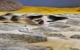 Oriental cats for sale:  GCCF Oriental Kittens For Sale - Image 39