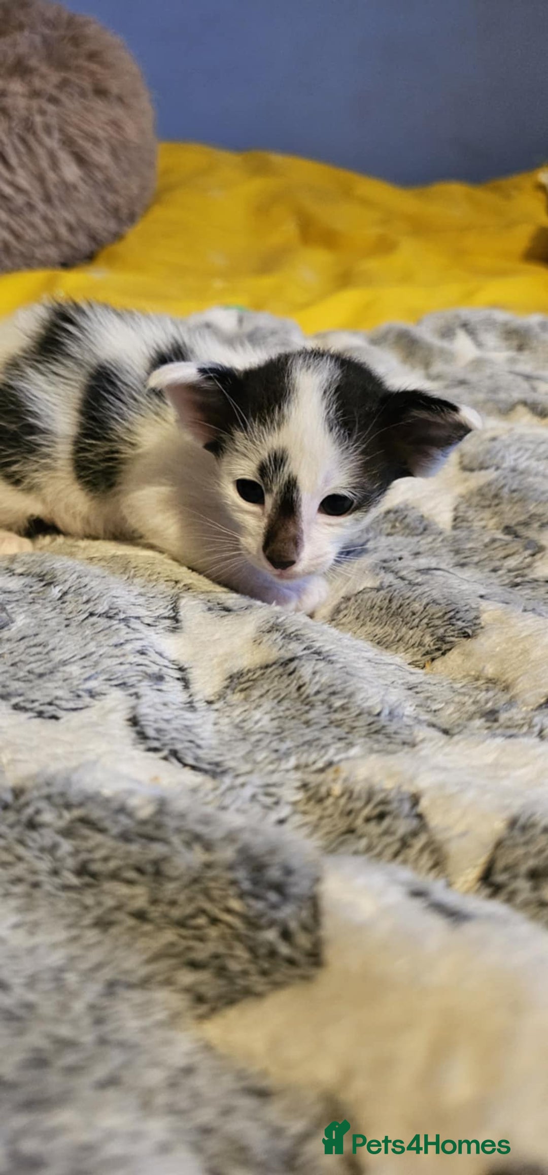 Oriental cats for sale:  GCCF Oriental Kittens For Sale - Image 39