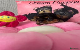 Yorkshire Terrier dogs for sale: Beautiful 2 Girls Yorkshire Terrier Pedigree  - Advert 10