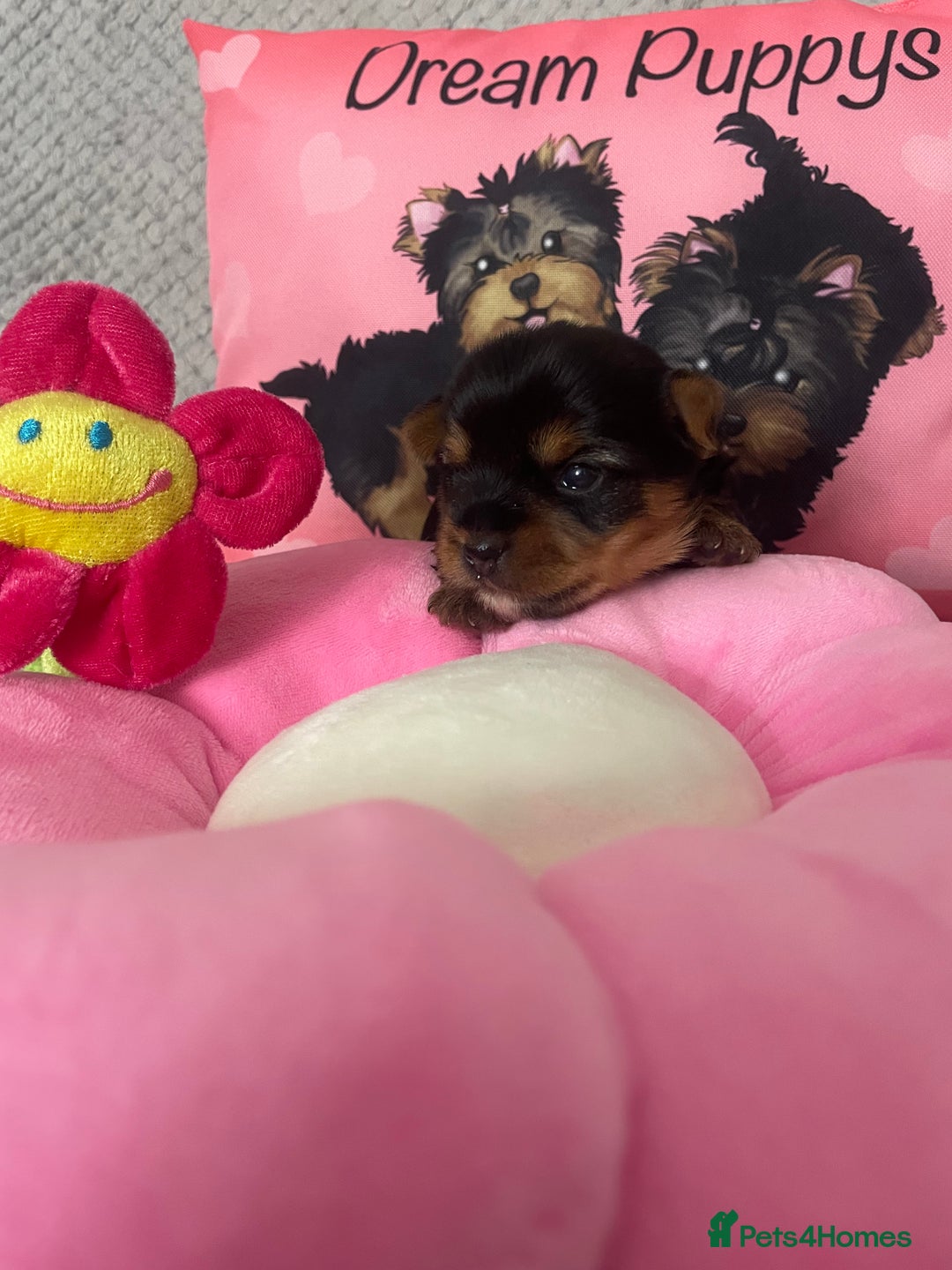 Yorkshire Terrier dogs for sale: Beautiful 2 Girls Yorkshire Terrier Pedigree  - Advert 10