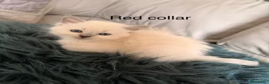 Red collar
